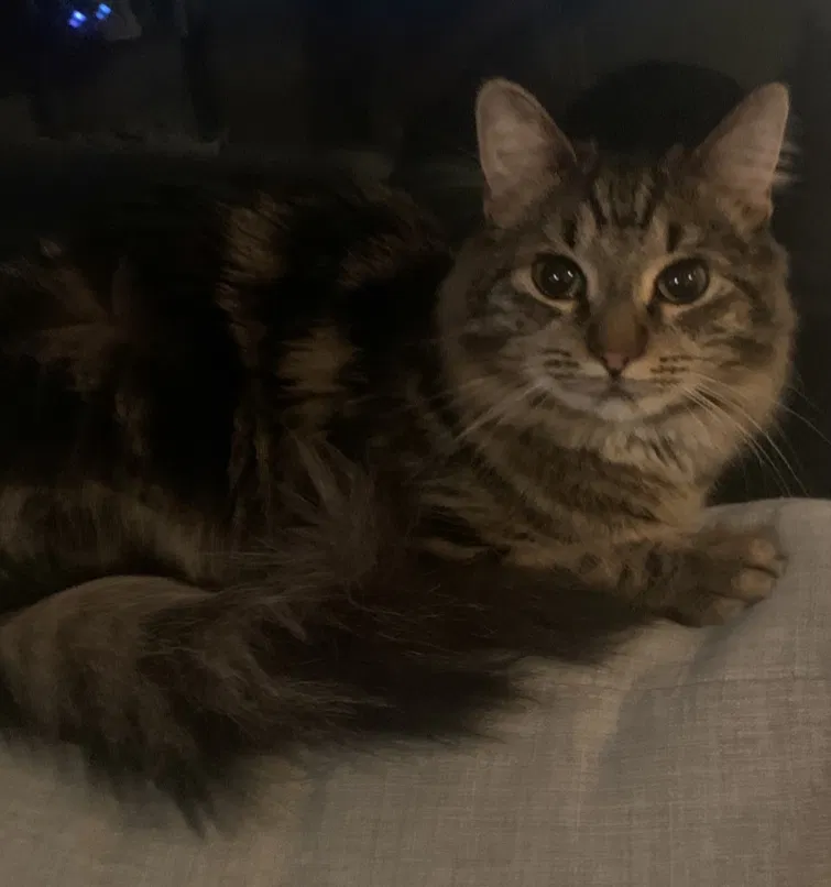 Lost cat in Lake Stevens, WA, 98258