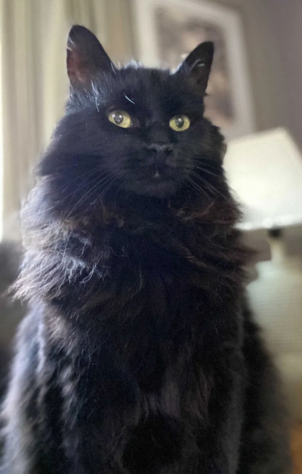 Lost cat in Marysville, WA, 98270