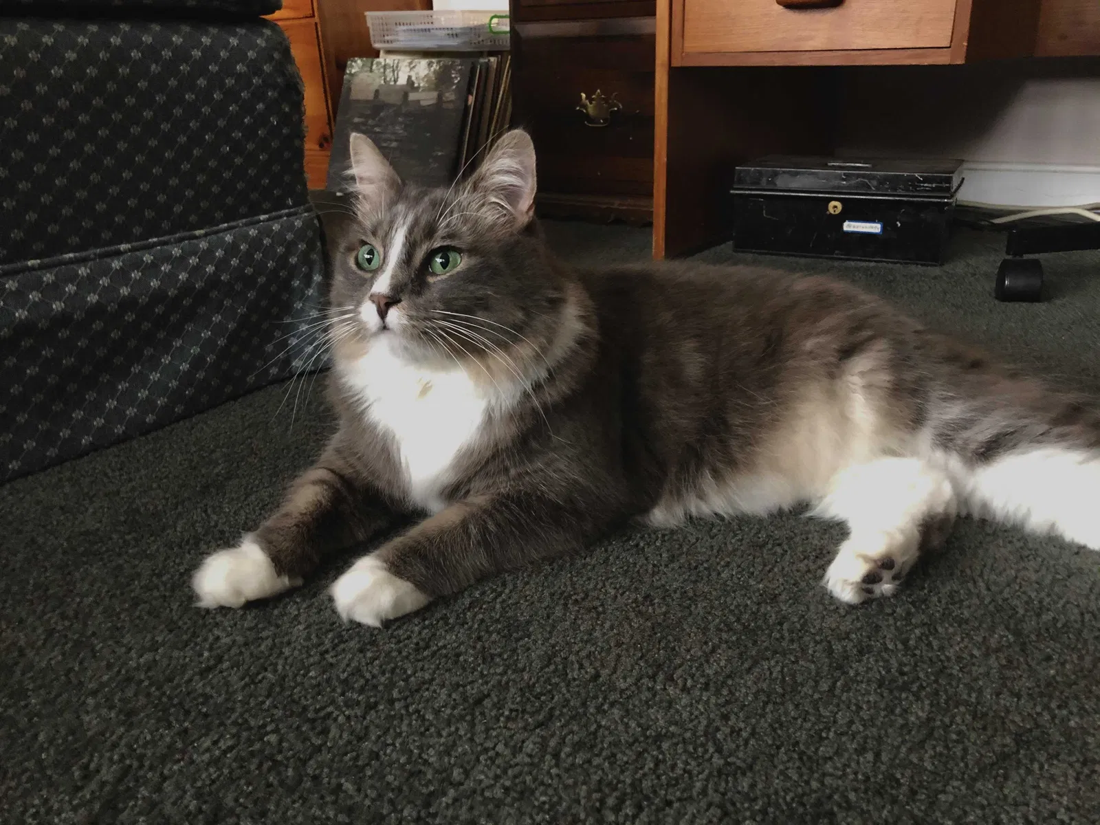 Lost cat in Rockville, MD, 20853