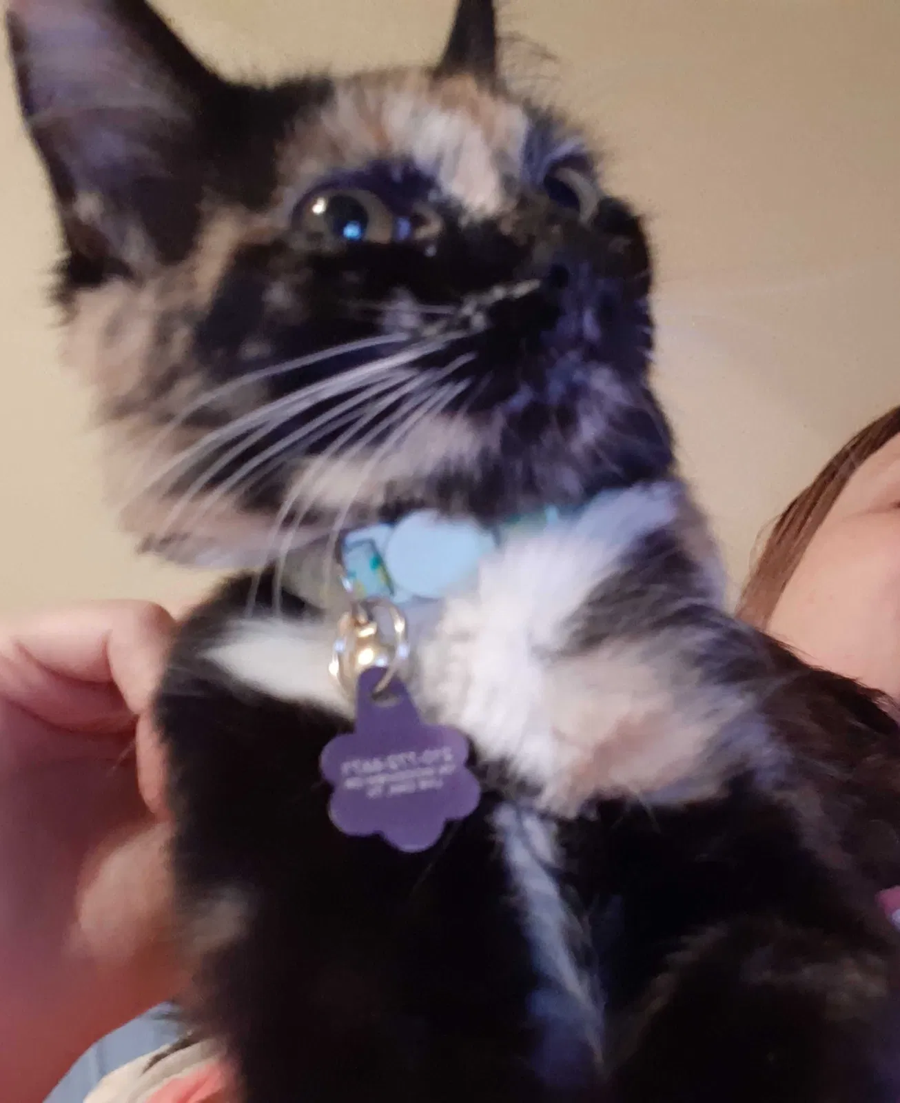 Lost cat in San Antonio, TX, 78233