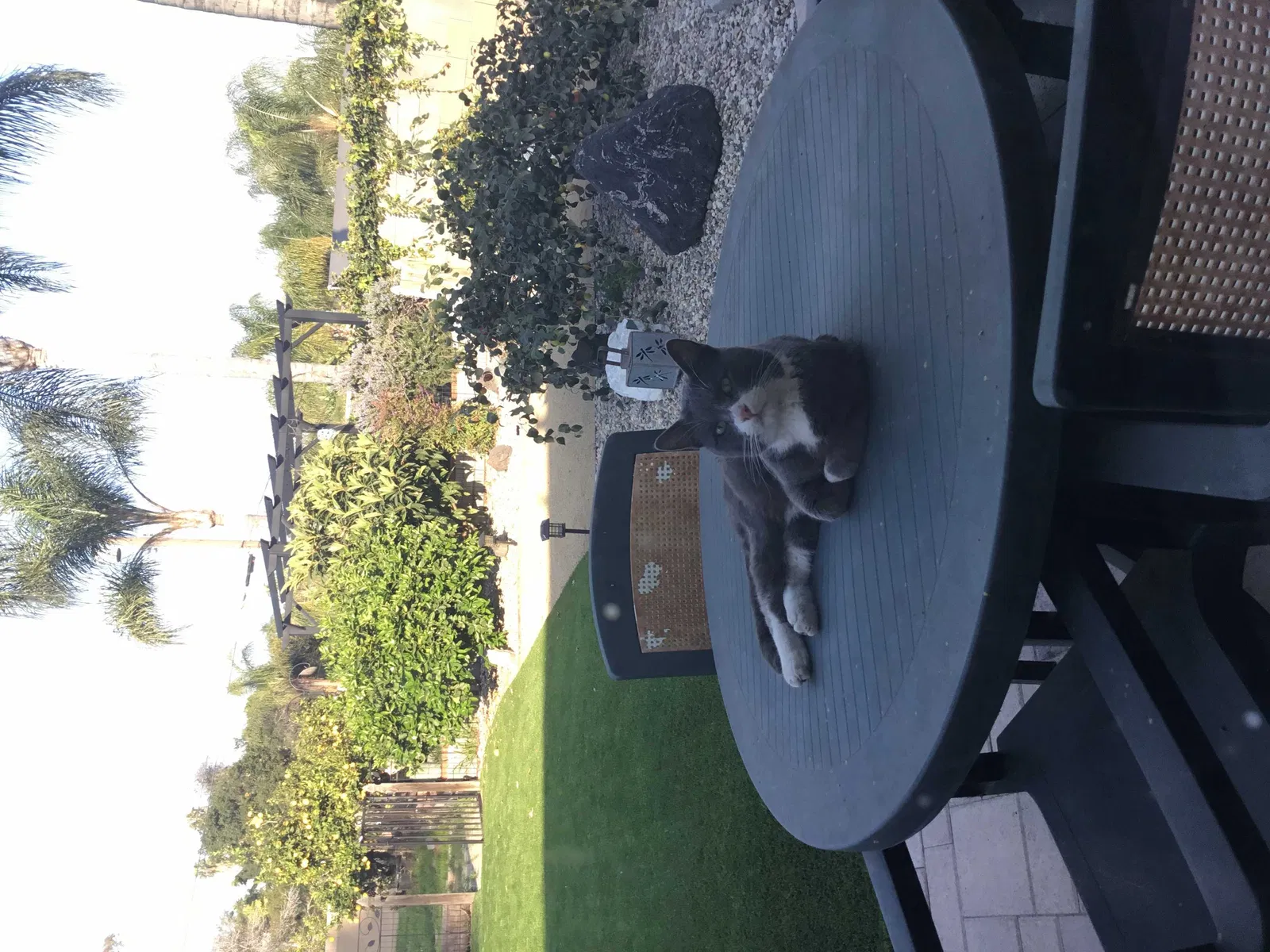 Lost cat in La Puente, CA, 91746