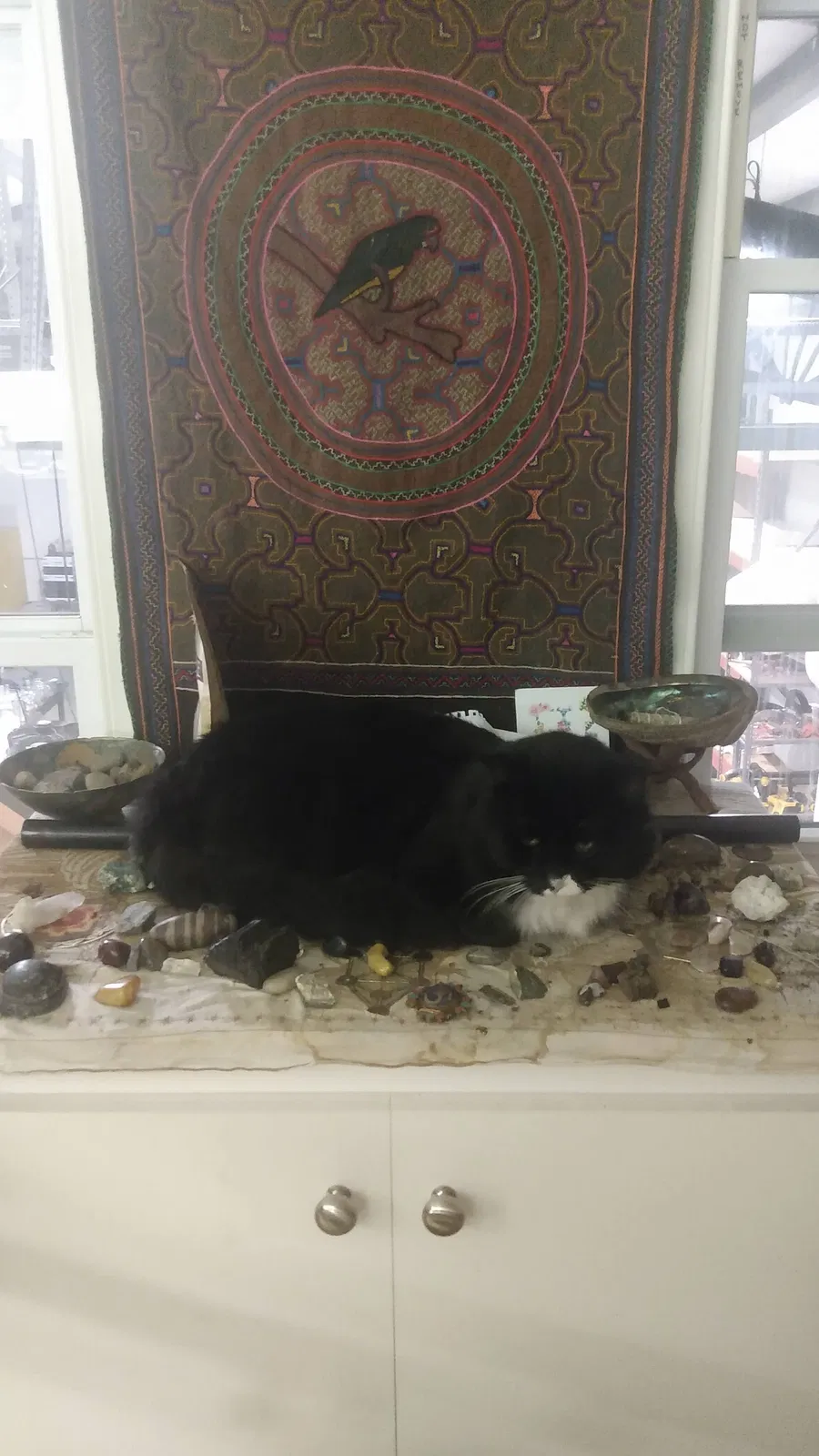 Lost cat in Portland, OR, 97222