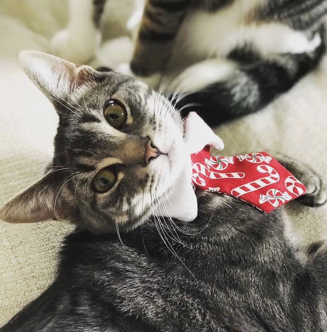 Lost cat in Austin, TX, 78717