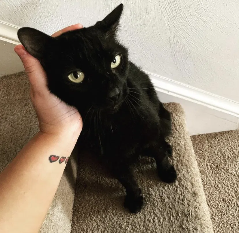 Lost cat in Portsmouth, VA, 23707