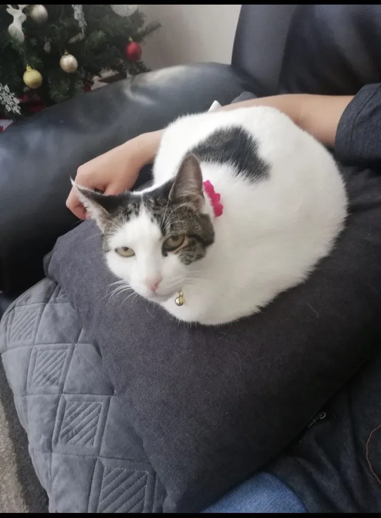 Lost cat in Los Angeles, CA, 90008
