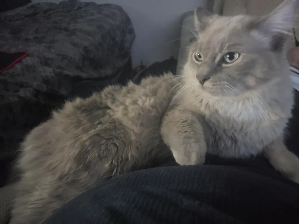 Lost cat in San Diego, CA, 92114