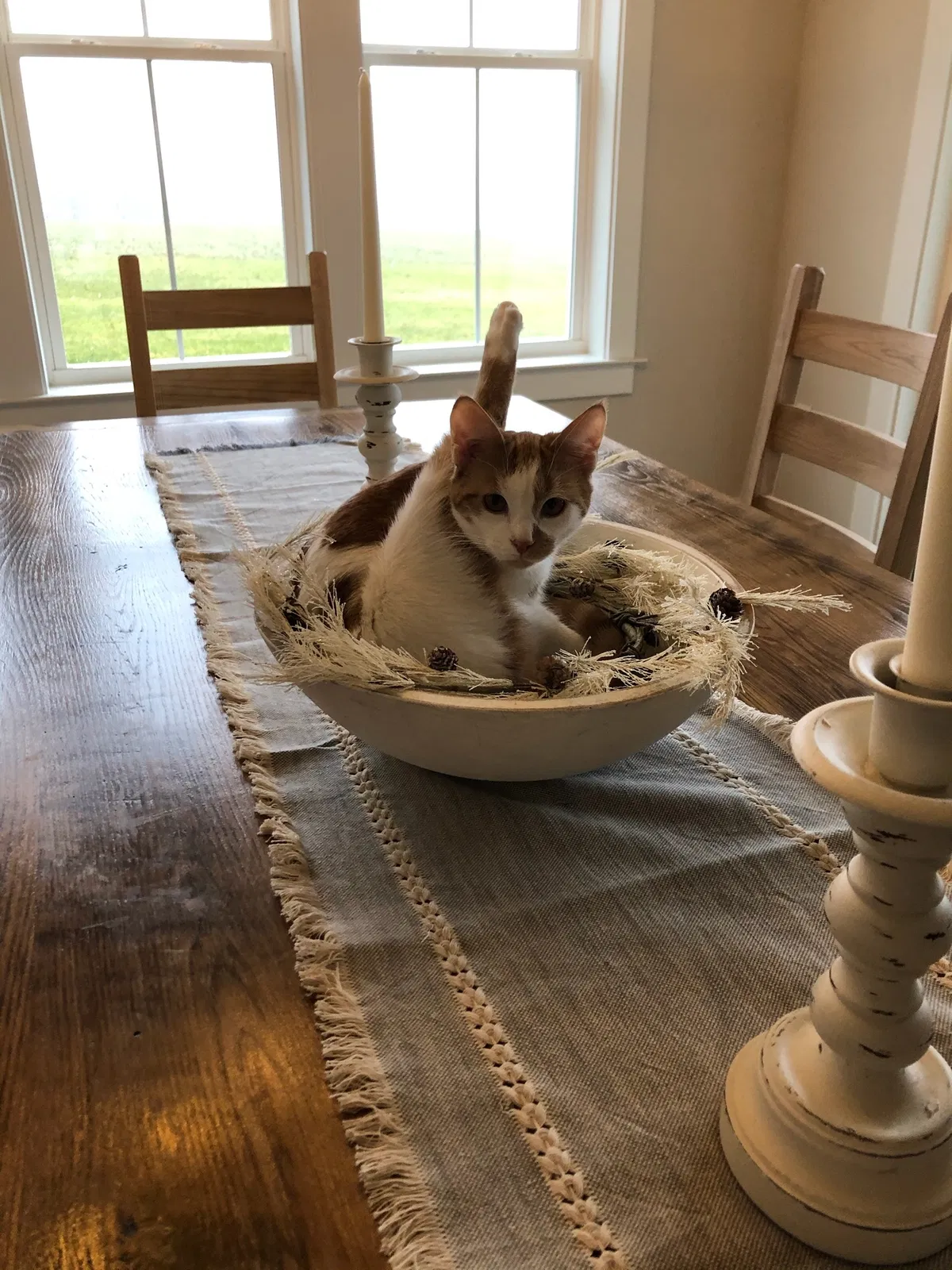 Lost cat in York, PA, 17403