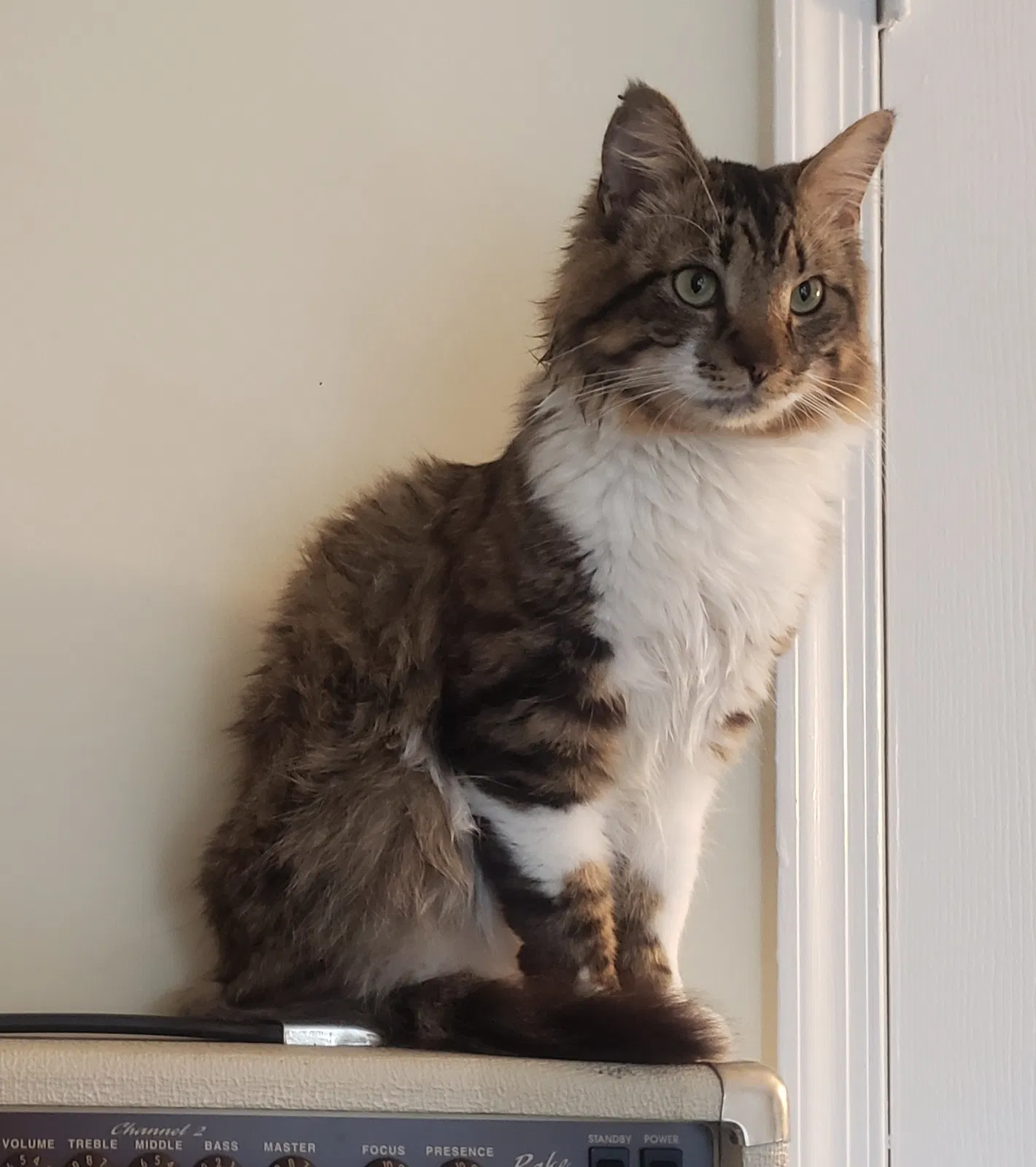 Lost cat in Chesapeake, VA, 23325
