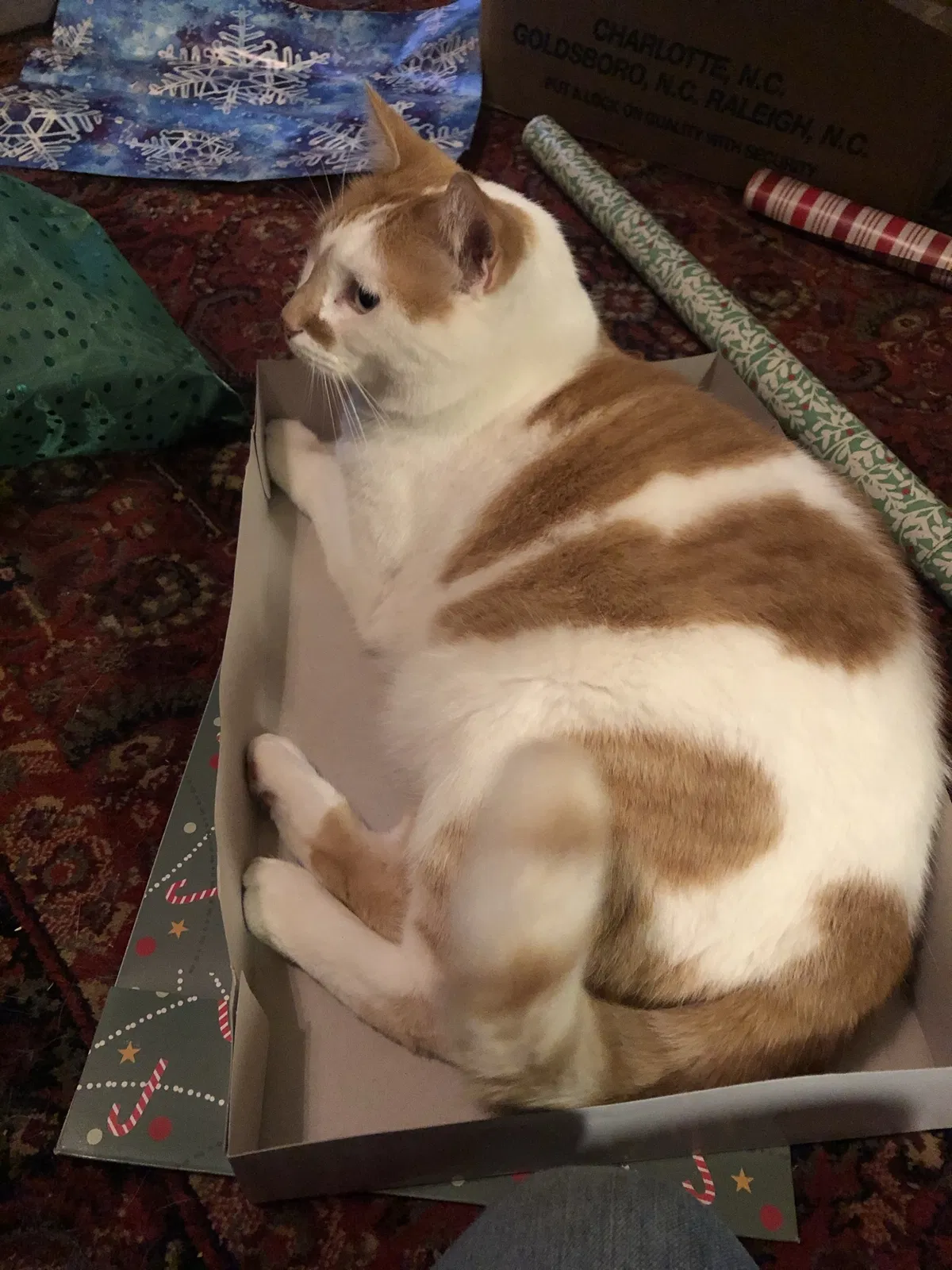 Lost cat in Colorado Springs, CO, 80907