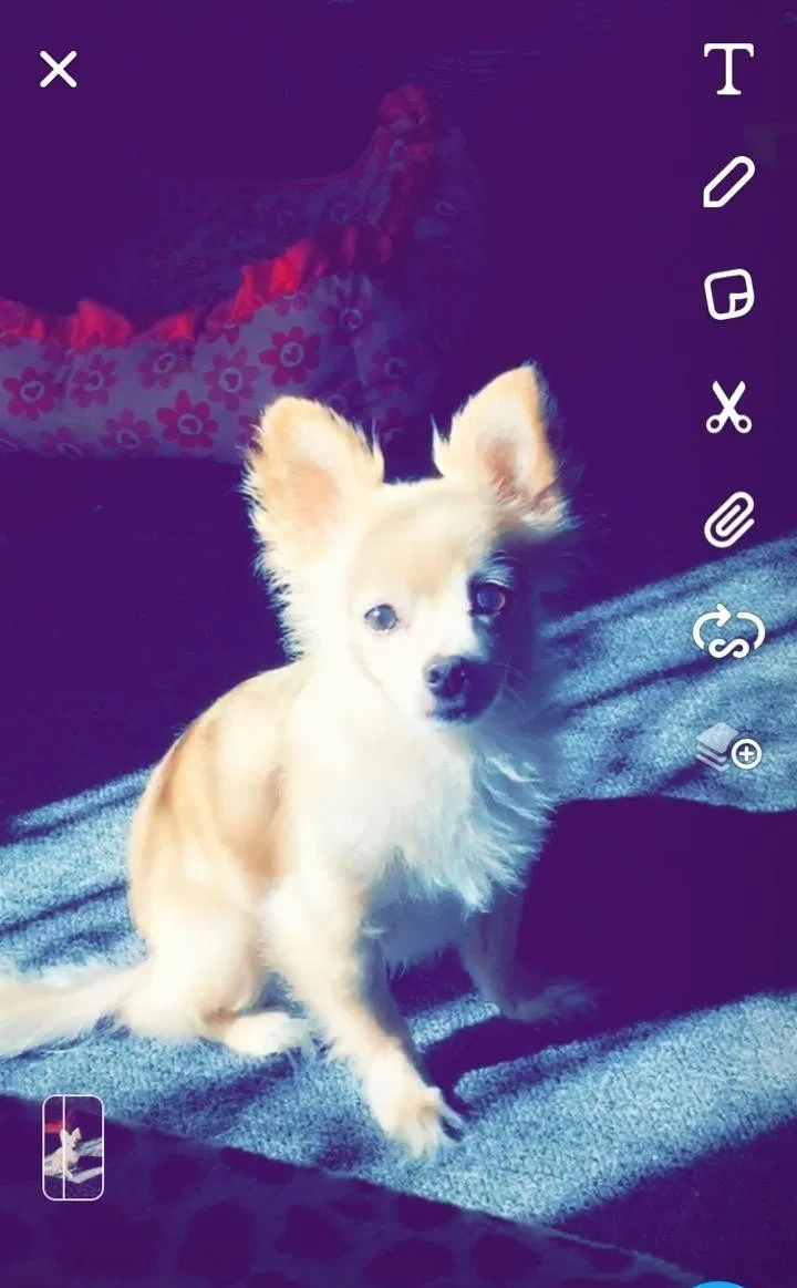 Lost dog in South Gate, CA, 90280