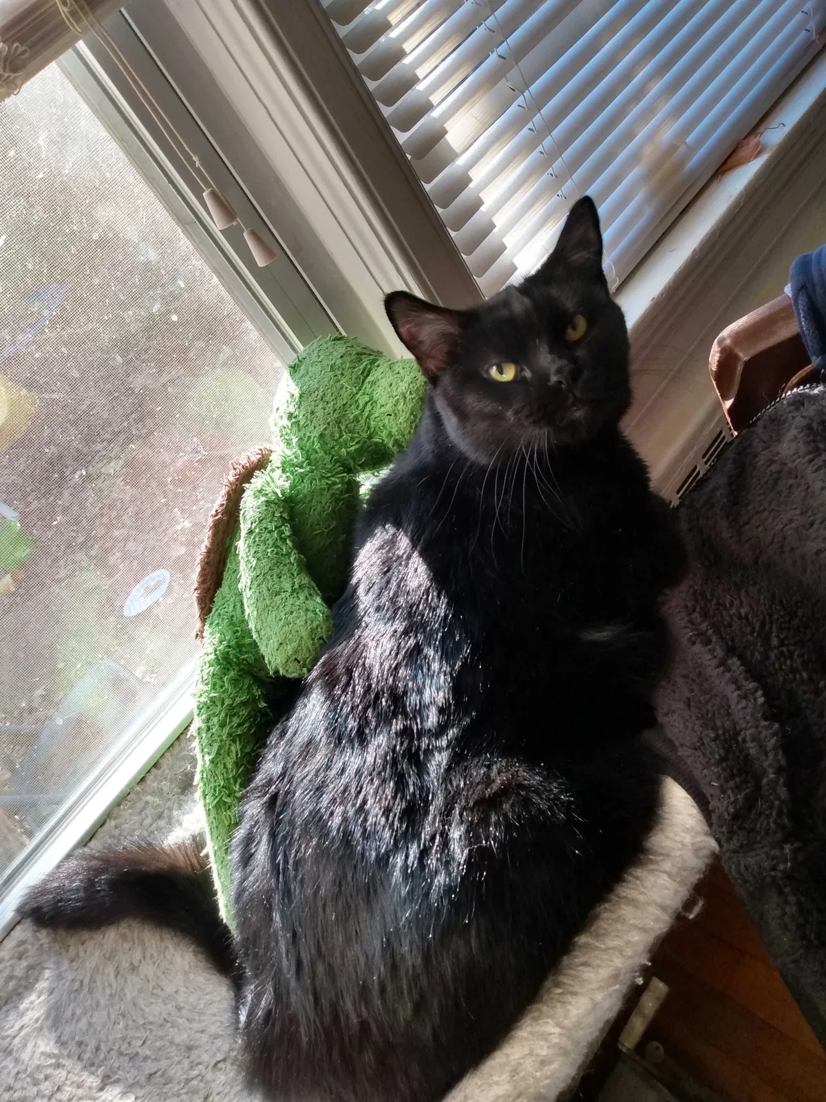 Lost cat in Roanoke, VA, 24014