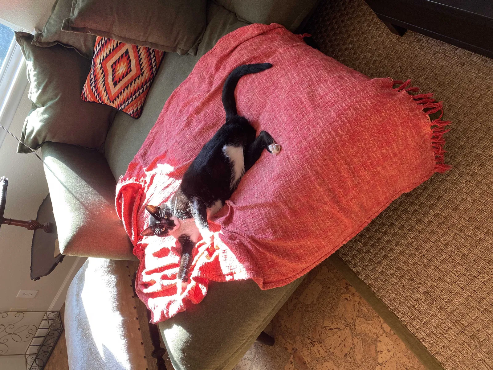 Lost cat in Austin, TX, 78727