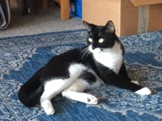 Lost cat in Los Angeles, CA, 90043