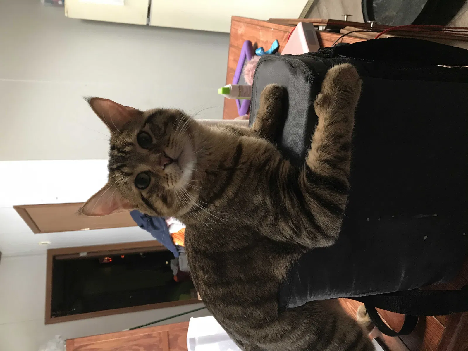 Lost cat in De Soto, IA, 50069
