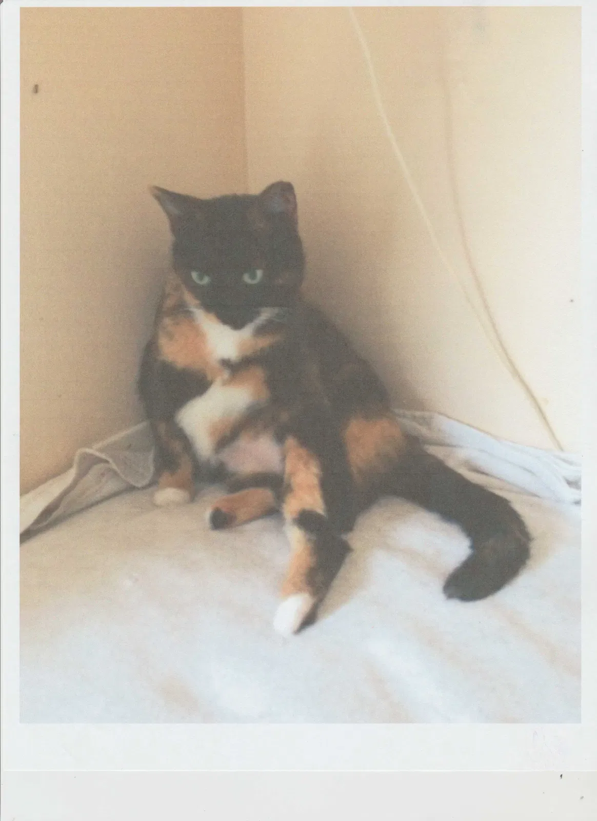 Lost cat in Tampa, FL, 33624