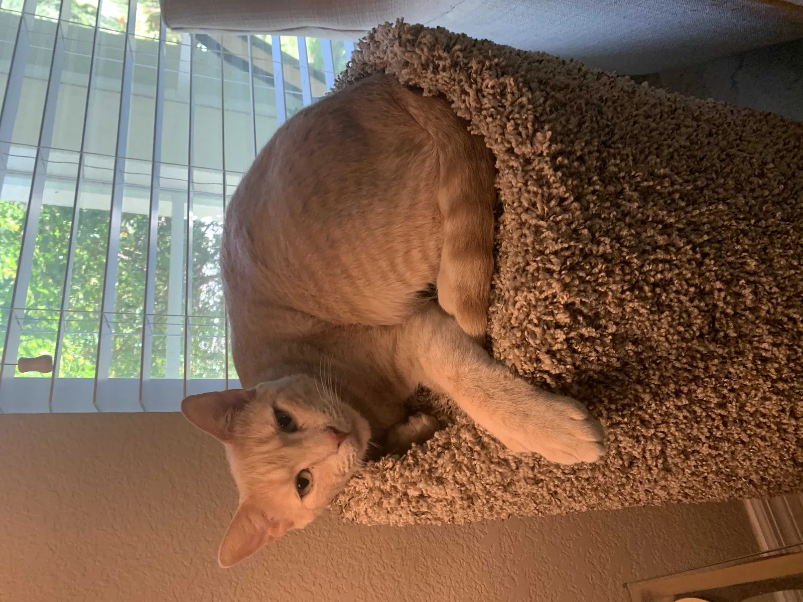 Lost cat in Sarasota, FL, 34234