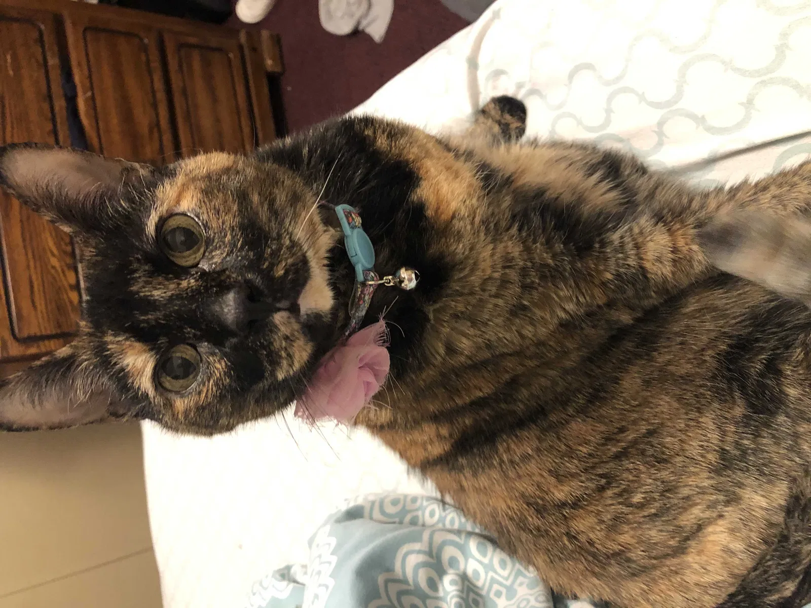 Lost cat in Valdosta, GA, 31601