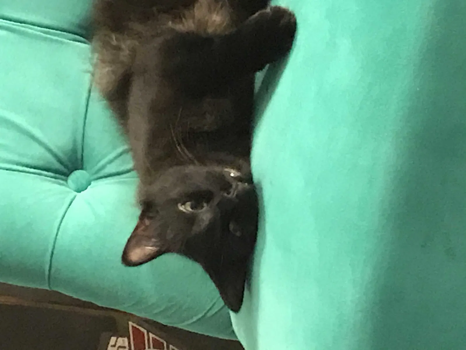 Lost cat in Virginia Beach, VA, 23452
