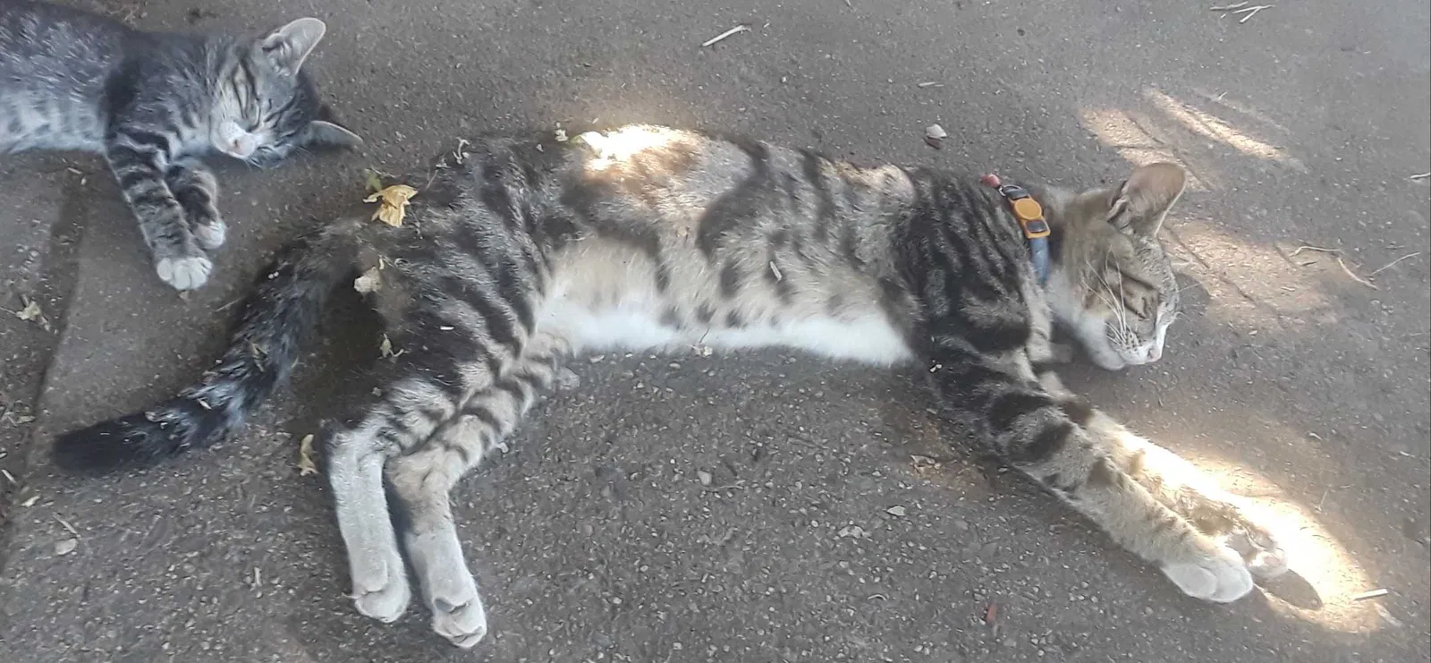 Lost cat in Lawton, OK, 73505