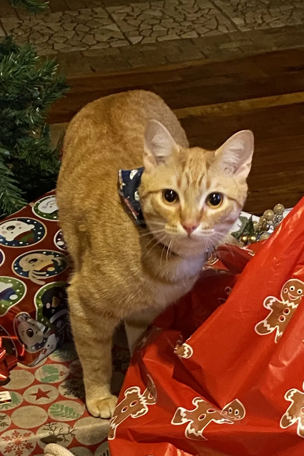 Lost cat in Austin, TX, 78732