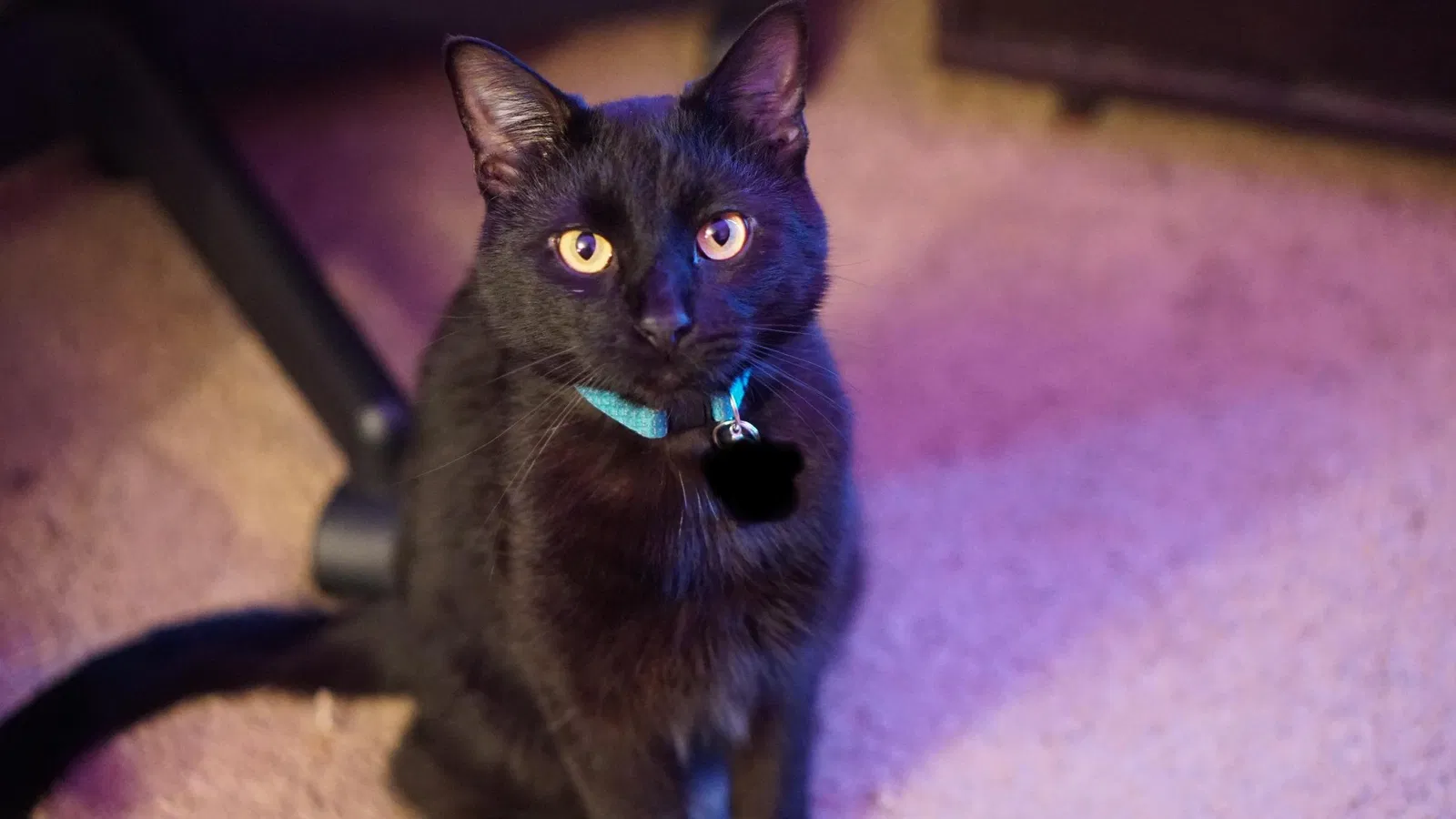 Lost cat in Memphis, TN, 38122