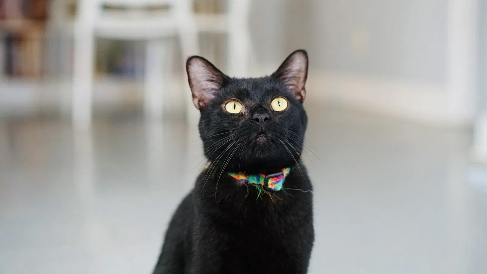 Lost cat in Memphis, TN, 38122
