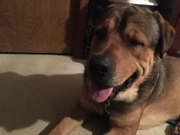Lost dog in Tulsa, OK, 74127