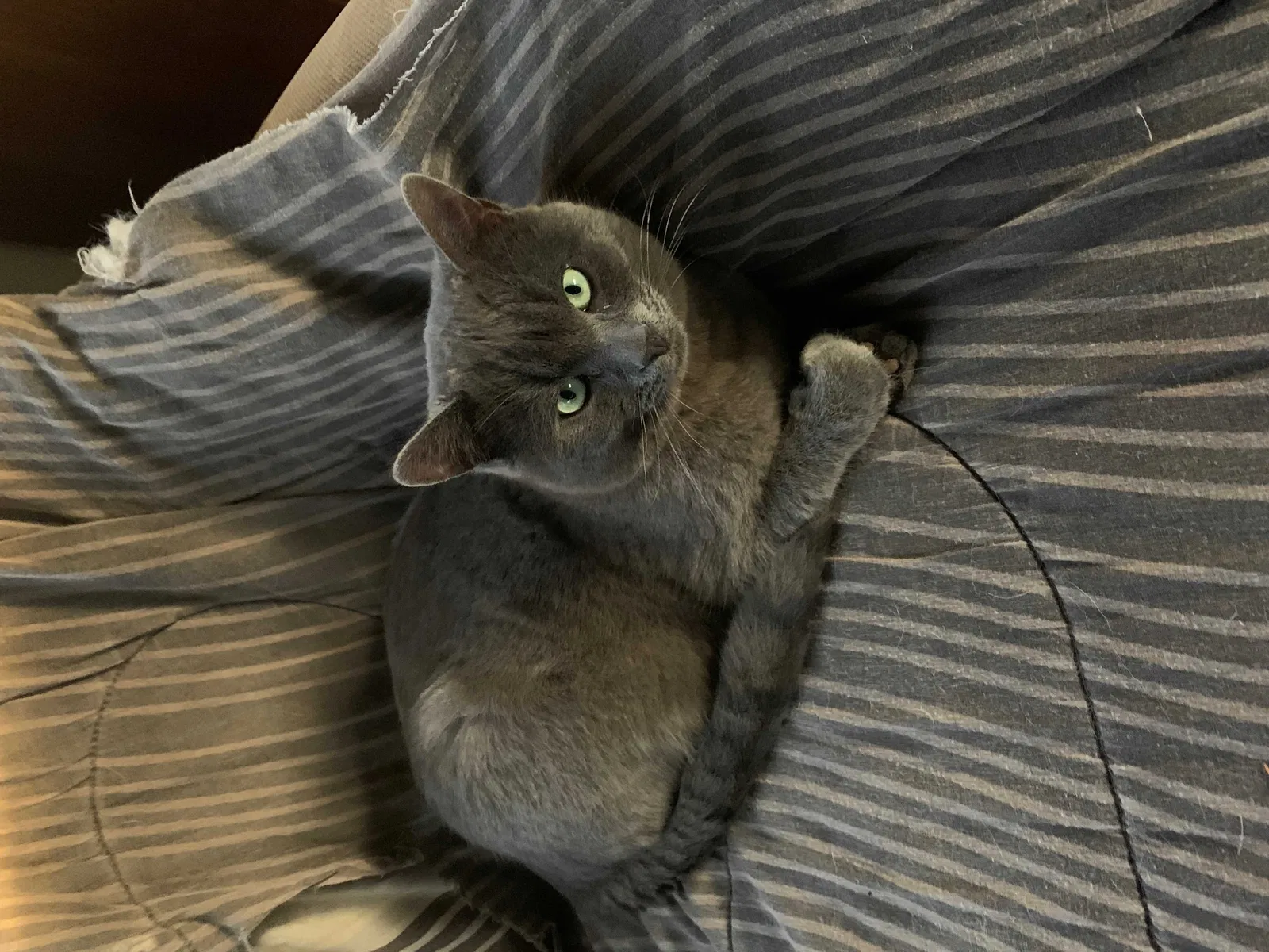 Lost cat in Flagstaff, AZ, 86004