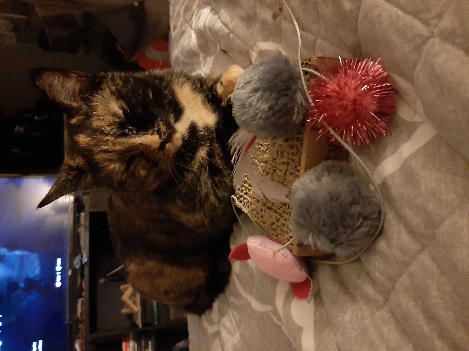 Lost cat in Kennedale, TX, 76060