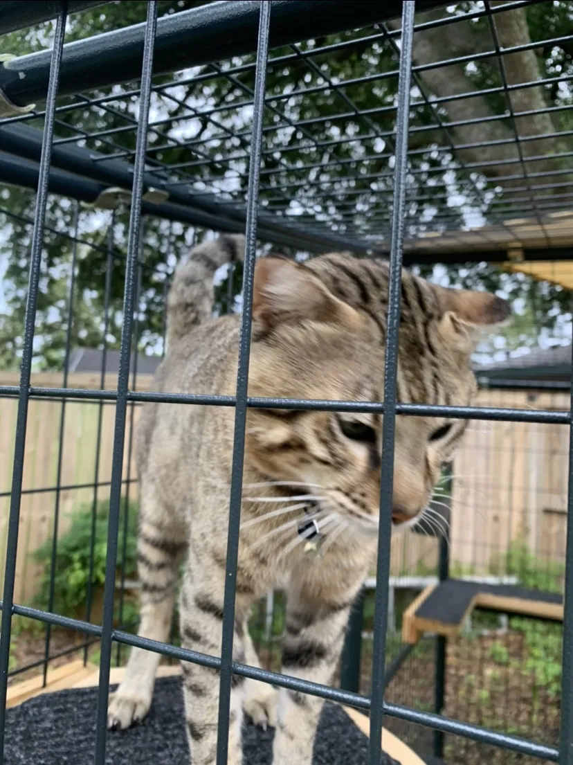 Lost cat in Unknown, SC, 29486