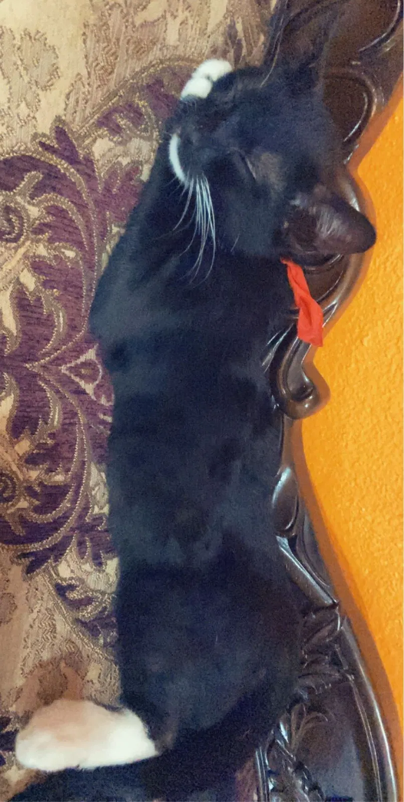 Lost cat in Orange, CA, 92865