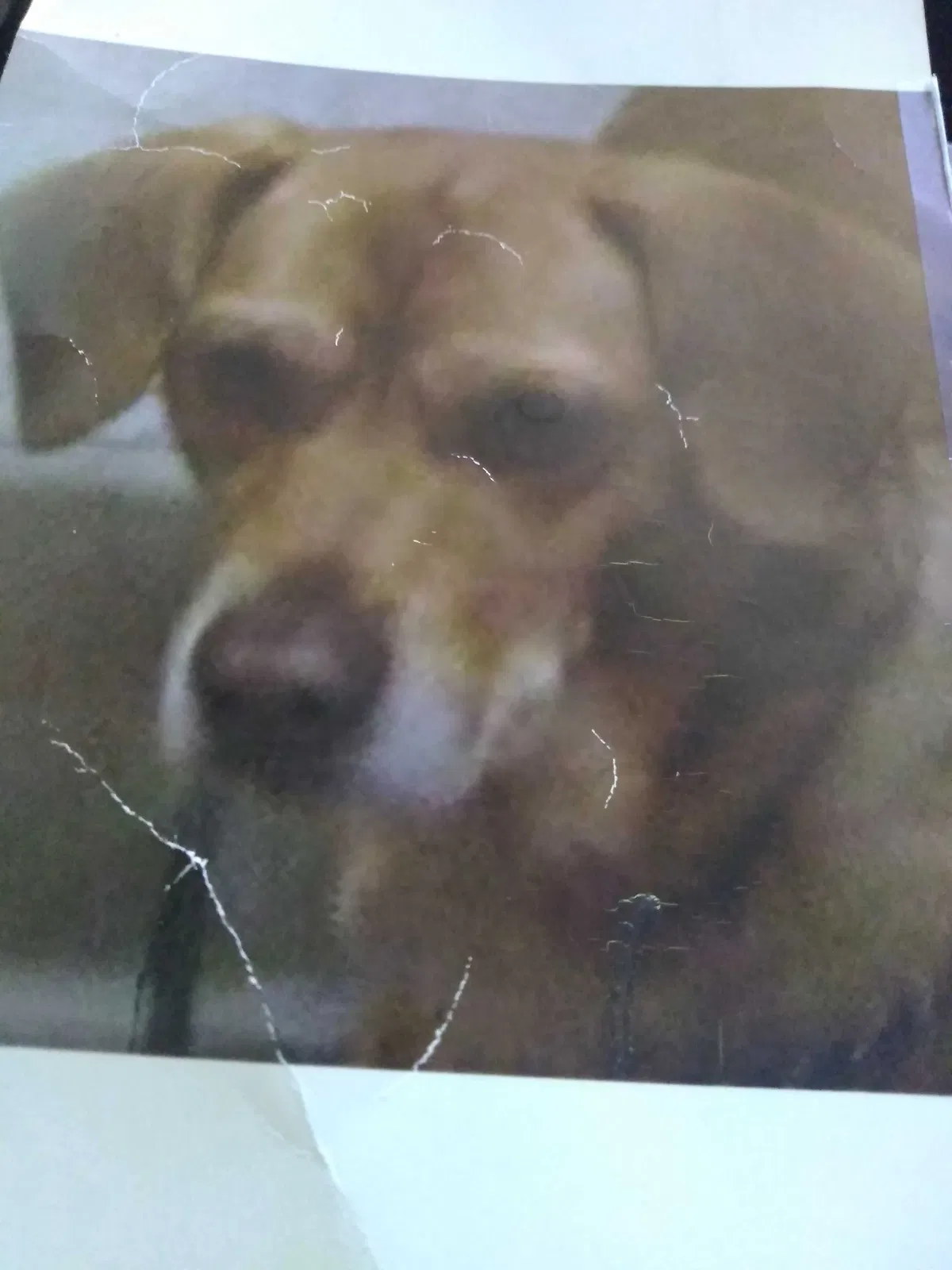 Lost dog in Wyoming, MI, 49509