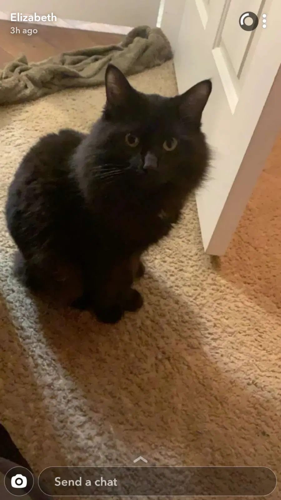 Lost cat in Phoenix, AZ, 85033