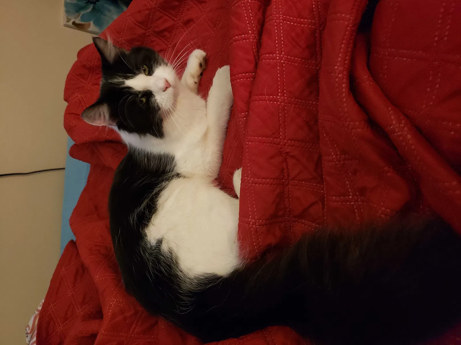 Lost cat in Oak Hill, WV, 25901