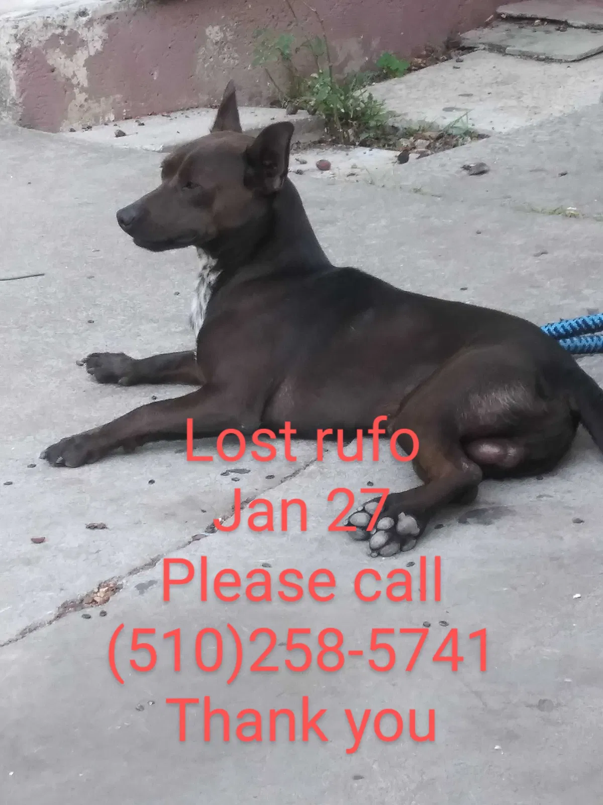 Lost dog in Hayward, CA, 94541