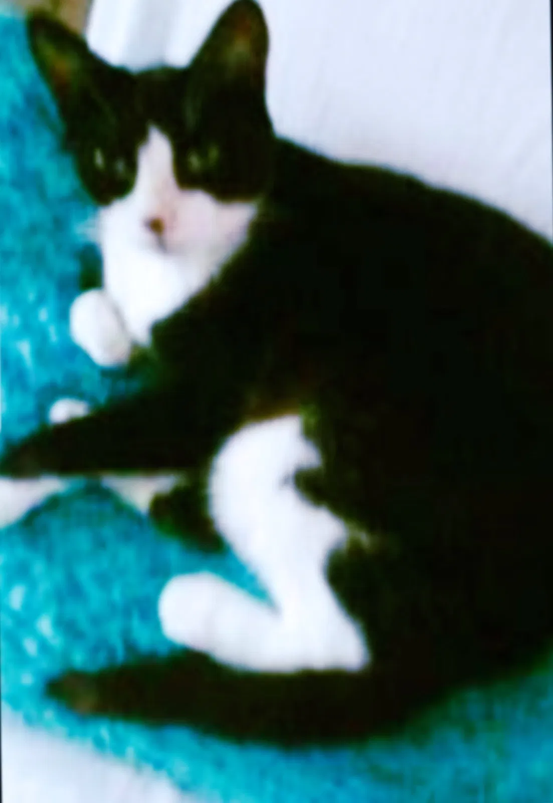 Lost cat in Dothan, AL, 36305