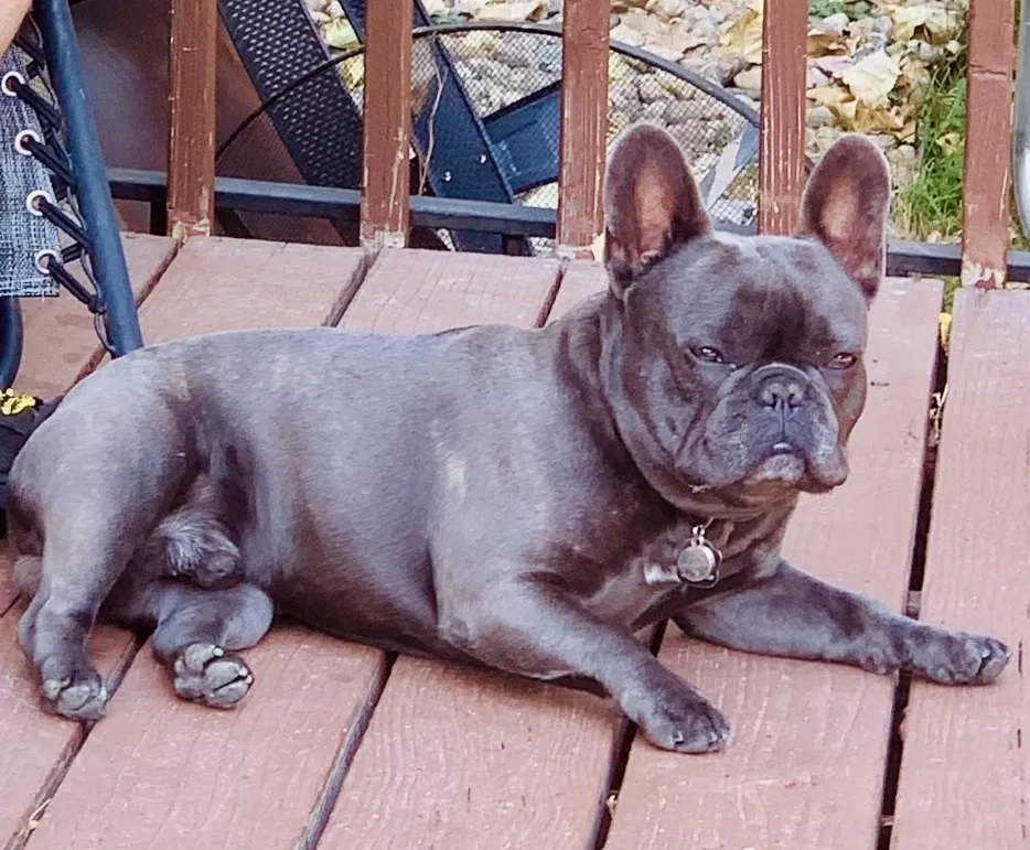 Lost dog in Phoenix, AZ, 85023