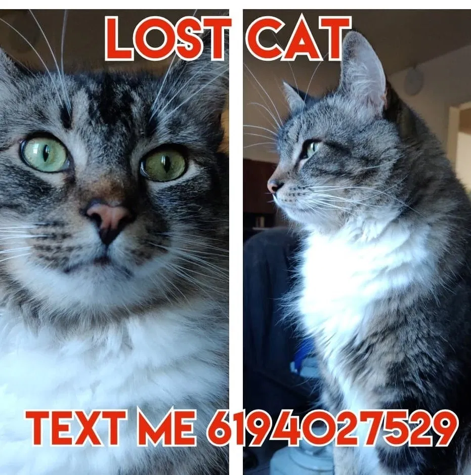 Lost cat in Santee, CA, 92071