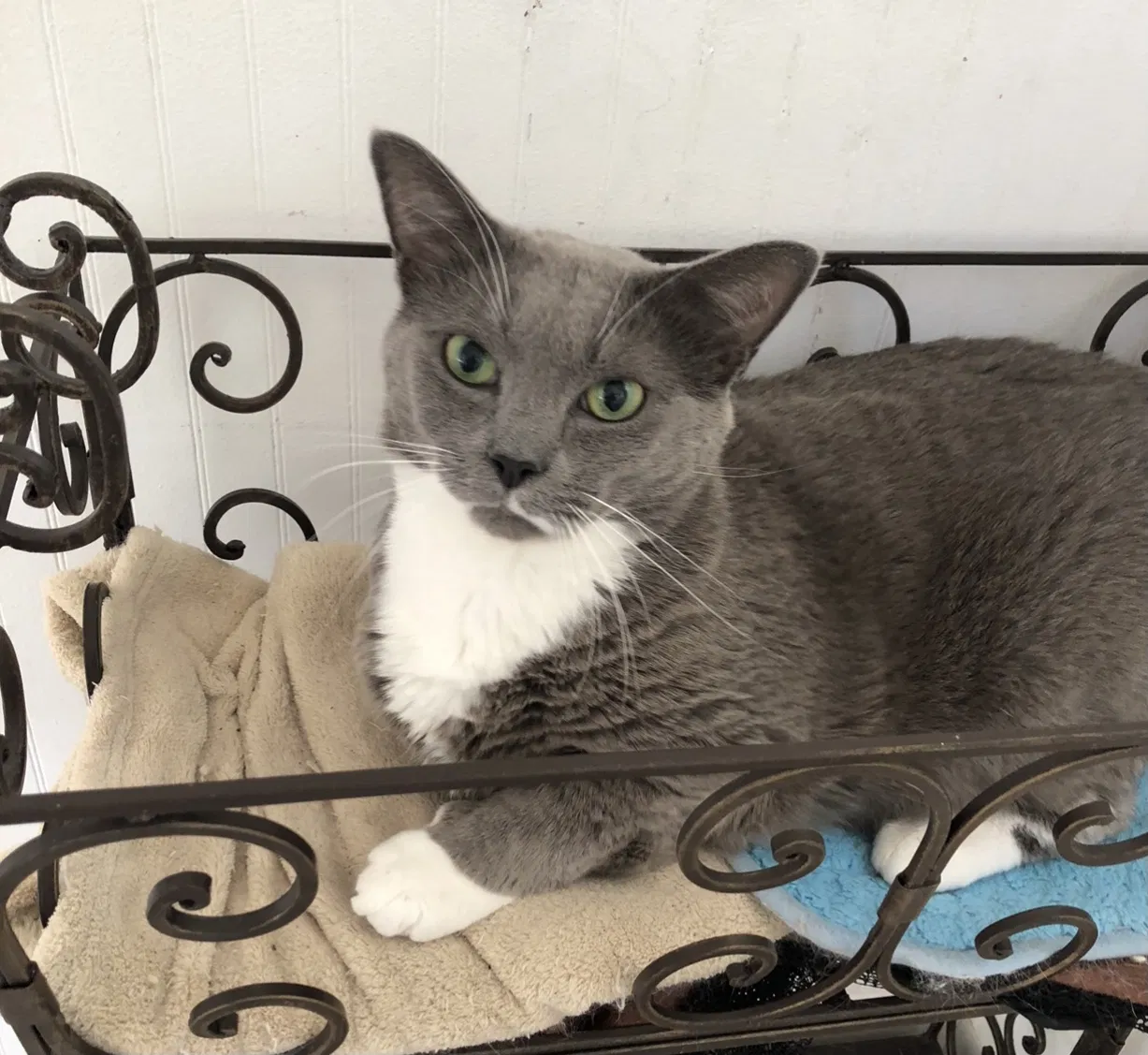 Lost cat in Sneads Ferry, NC, 28460