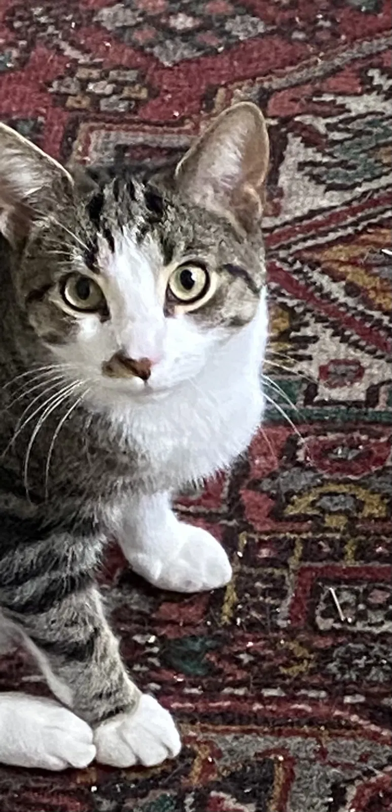 Lost cat in King Of Prussia, PA, 19406