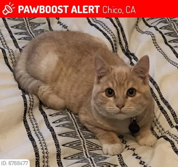 Lost cat in Chico, CA, 95973