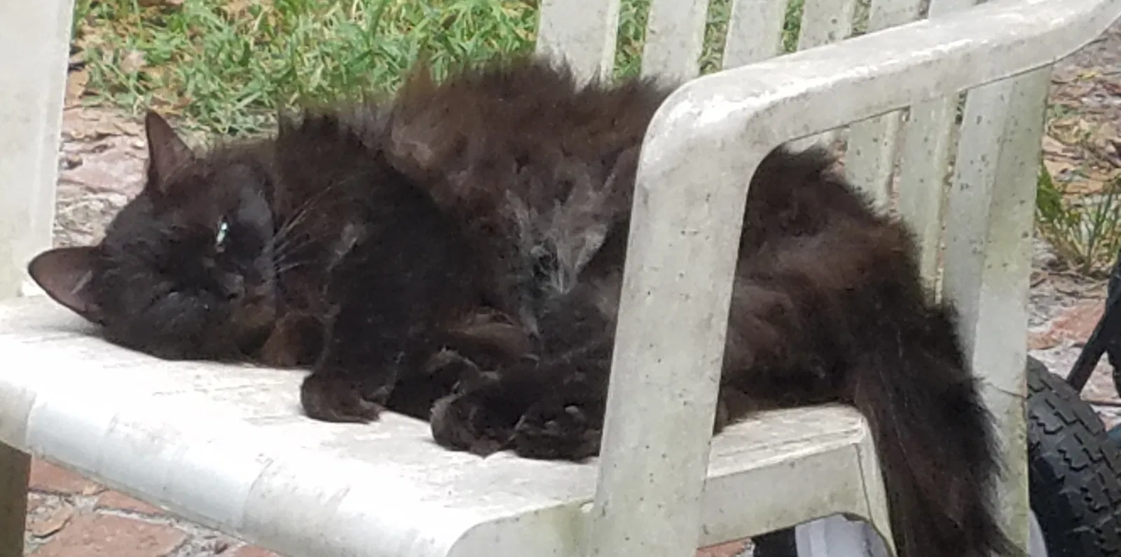 Lost cat in Orlando, FL, 32825