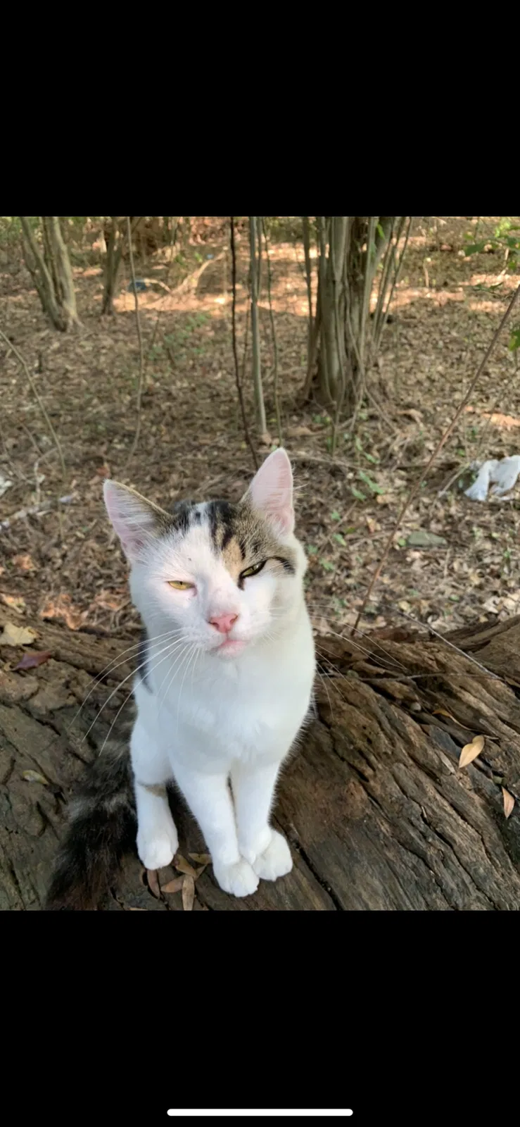 Lost cat in Perry, GA, 31069