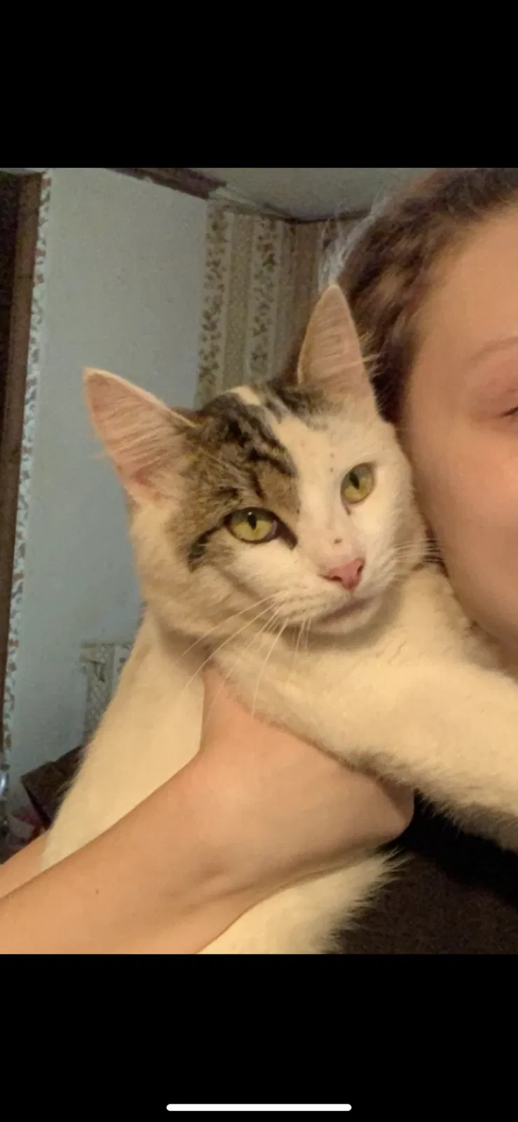Lost cat in Perry, GA, 31069