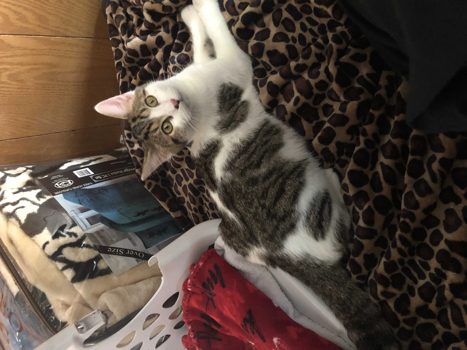 Lost cat in Tulsa, OK, 74134
