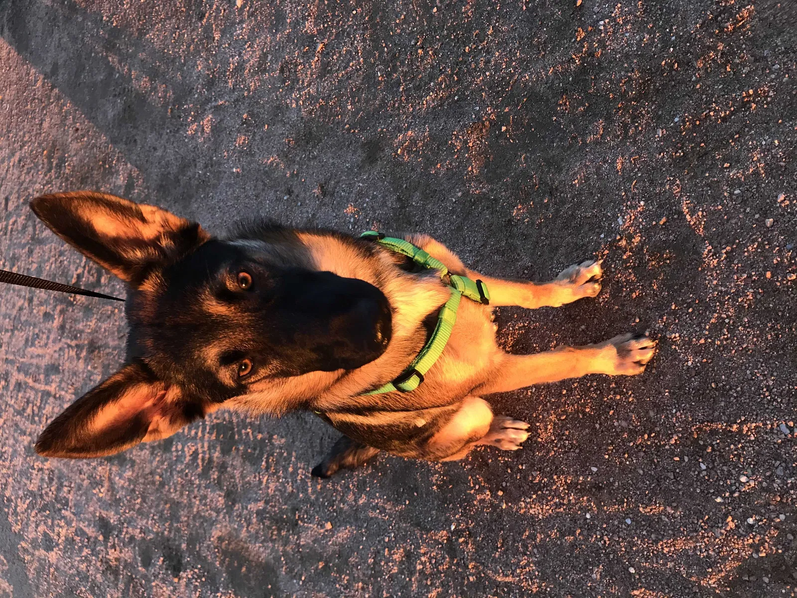 Lost dog in Pflugerville, TX, 78660