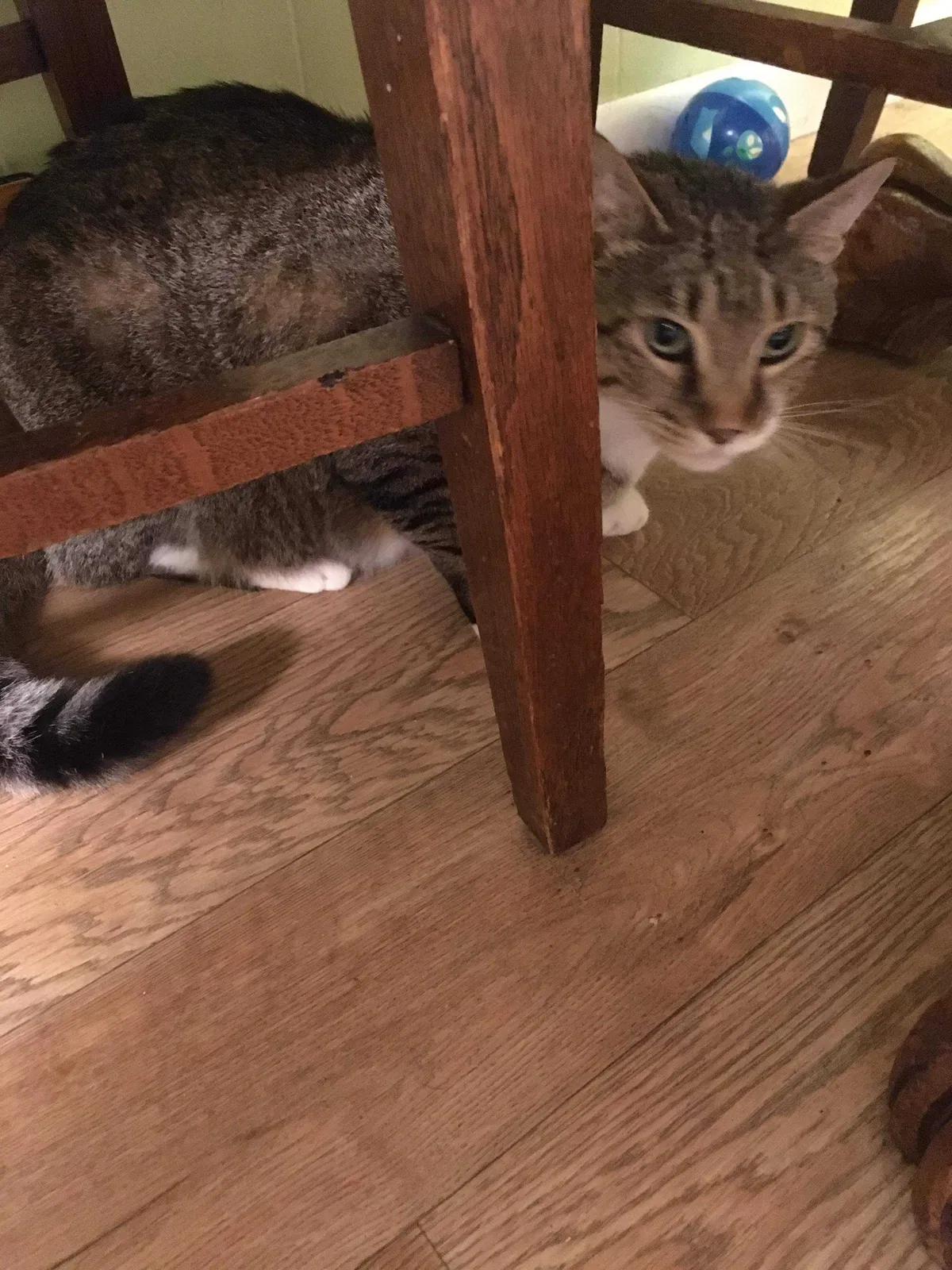 Lost cat in Jacksonville, AL, 36265