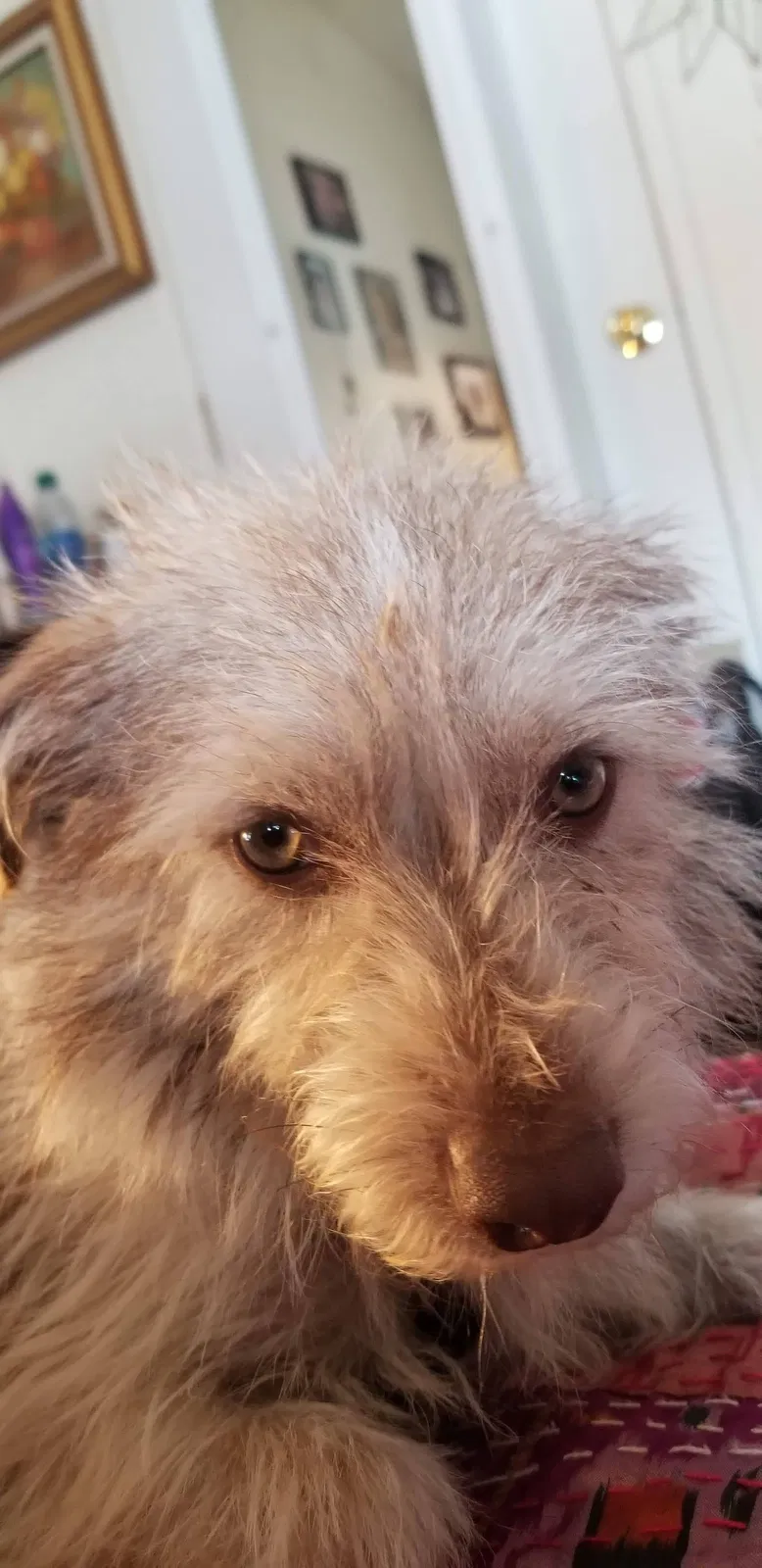 Lost dog in Farmington, NM, 87401
