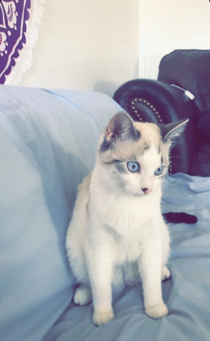 Lost cat in Carrollton, IL, 62016