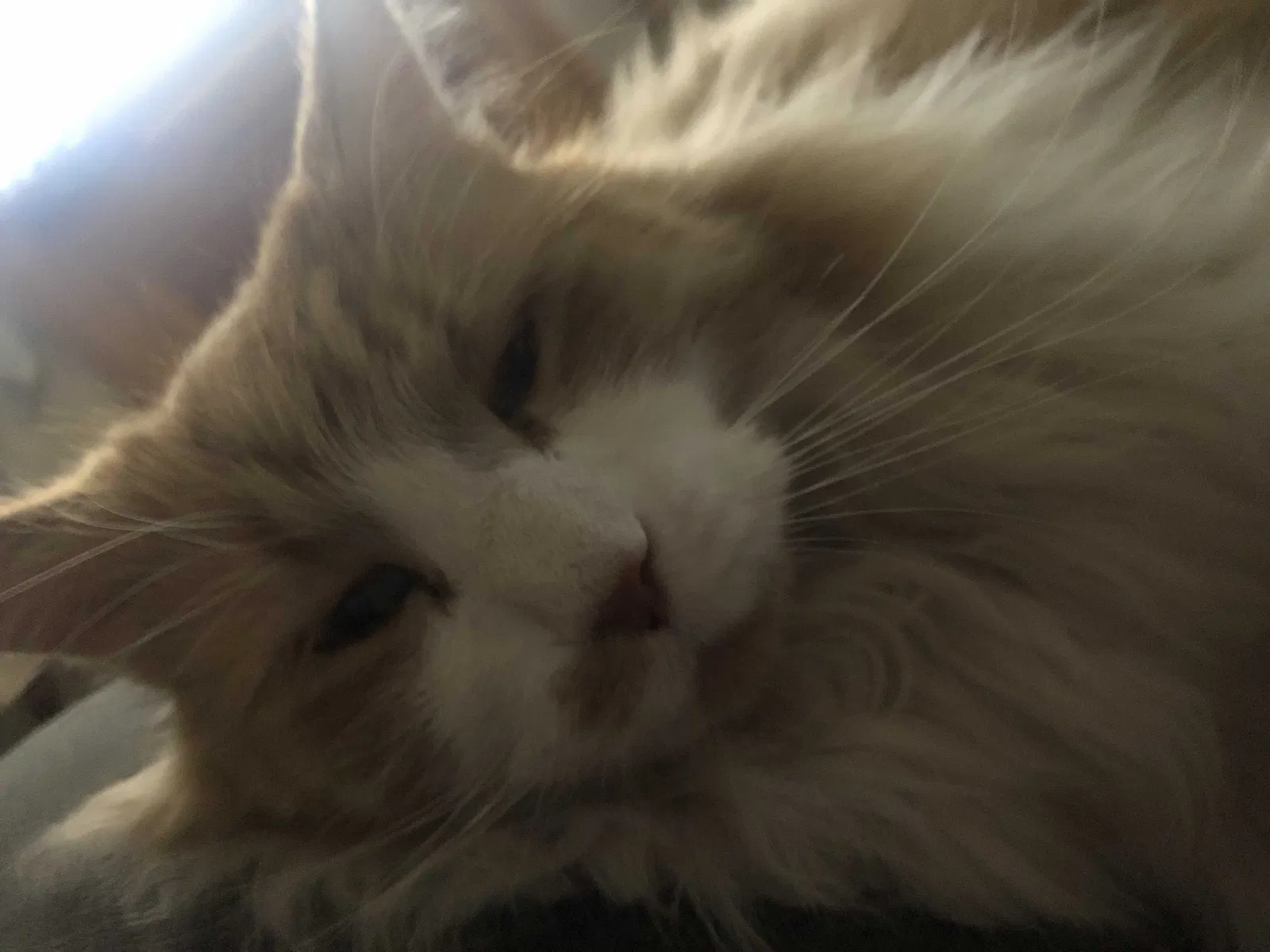 Lost cat in Tucson, AZ, 85711